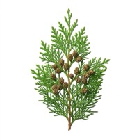 Cyprès