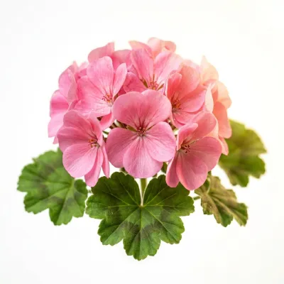 إبرة الراعي