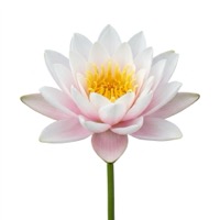 Nénuphar