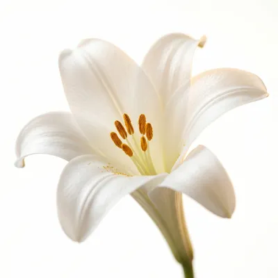 Pivoine