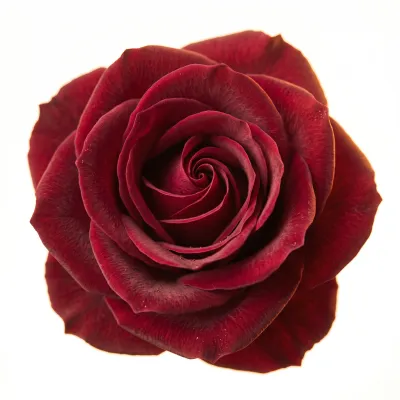 Rose Noire