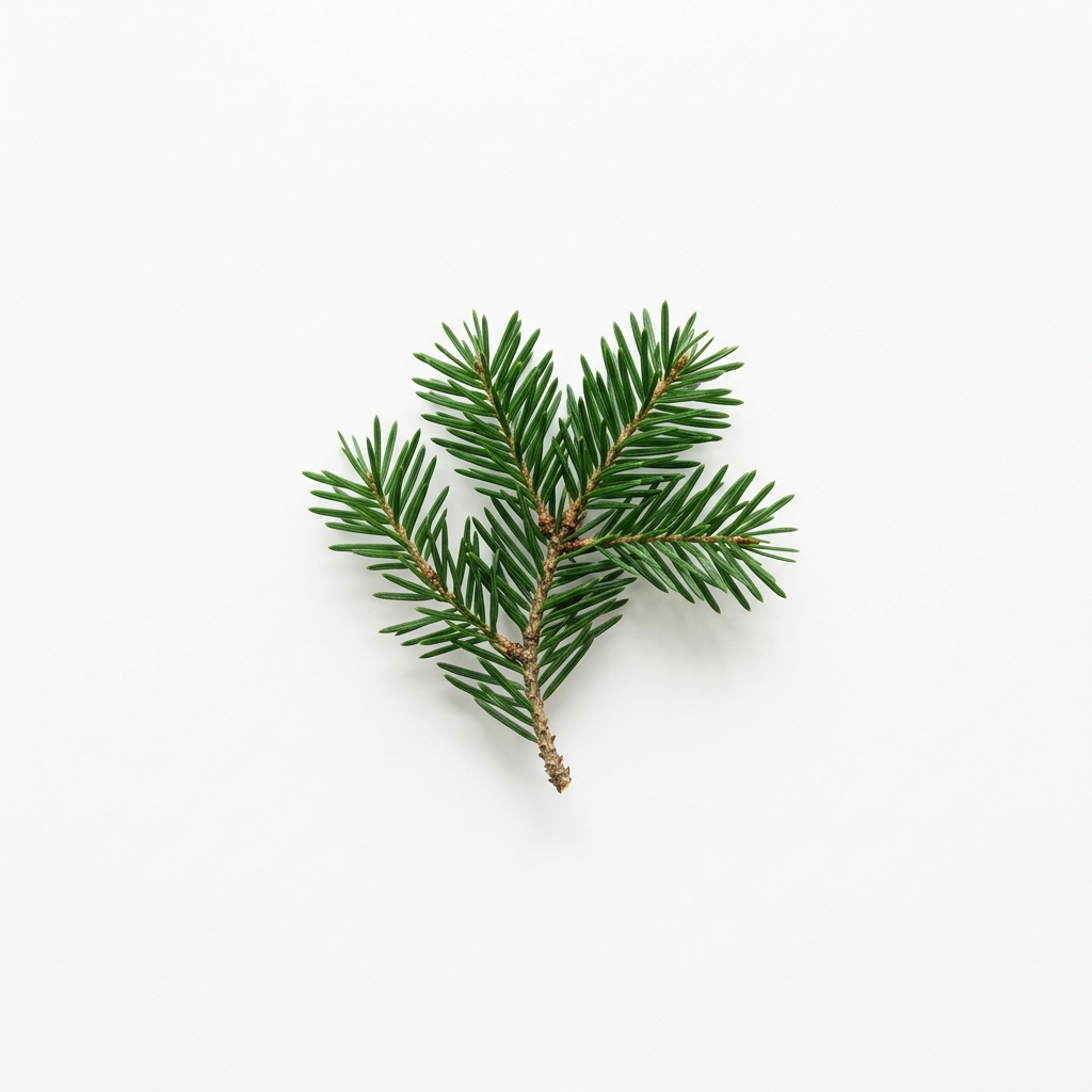 Sapin