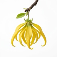 Ylang-Ylang